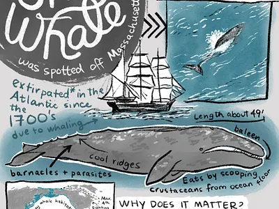 Gray Whale infographic climate change explainer handdrawn handlettered illustration infographic massachusetts science whale
