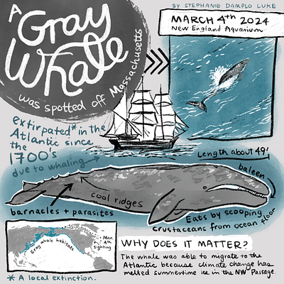Gray Whale infographic climate change explainer handdrawn handlettered illustration infographic massachusetts science whale