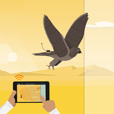 Tracking desert graphic design hawk illustration manal manal yosri motion graphics tracking