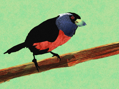 Toucan Barbet - WIP illustration noise shunte88 toucan barbet vector