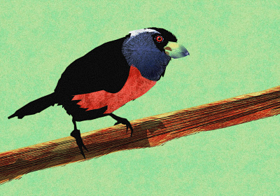 Toucan Barbet - WIP illustration noise shunte88 toucan barbet vector