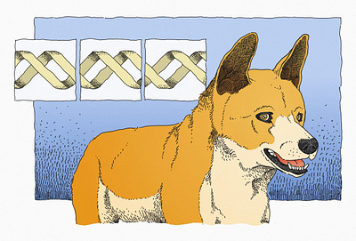 Dingo Illustration animal animals conservation dingo dog editorial editorial illustration hand drawn illustration wildlife