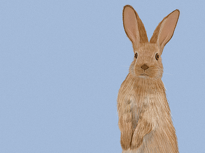 bunny digital art drawing graphic design illustration procreate