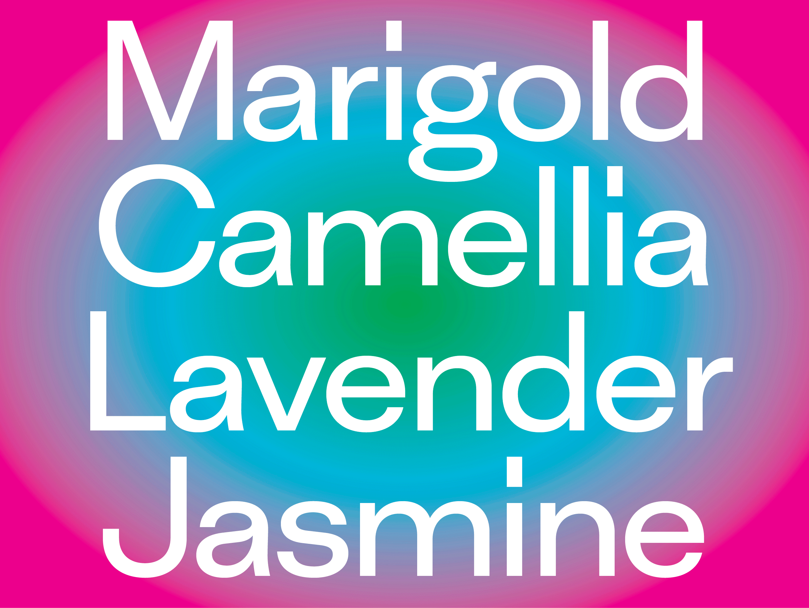 Spring is here! 🌺 camellia font jasmine lavender march20 marigold spring type typography