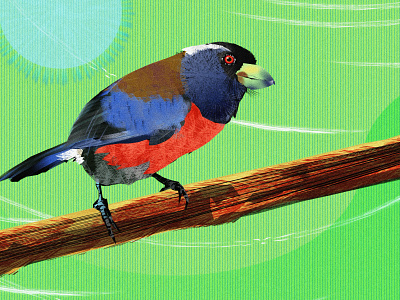 Toucan Barbet - Final doodle final render illustration noise shunte88 toucan barbet vector