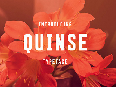 Quinse Font advertising bold bold font brand personality branding confident display french style headline hipster international logos packaging quinse font sans serif stylish type typeface webfont website