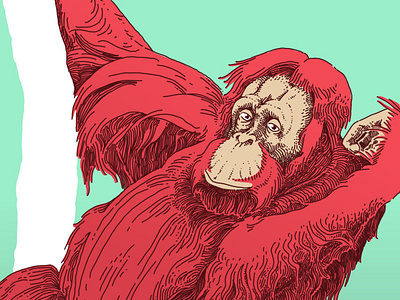 Orangutan Photo Study animals ape conservation editorial editorial illustration hand drawn illustration monkey orangutan poster wildlife