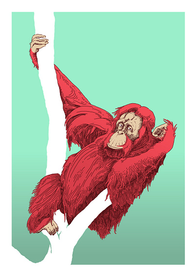 Orangutan Photo Study animals ape conservation editorial editorial illustration hand drawn illustration monkey orangutan poster wildlife