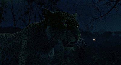 Leopard in Jungle-From Poacher2024 animation