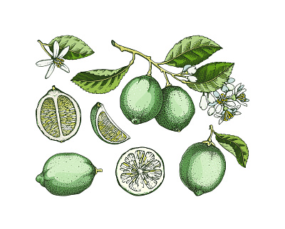 Lime - Citrus Fruit Illustrations botanical illustration citrus fruit digital art green hand drawn lime mixed media sketched vector
