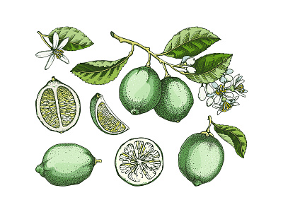 Lime - Citrus Fruit Illustrations botanical illustration citrus fruit digital art green hand drawn lime mixed media sketched vector