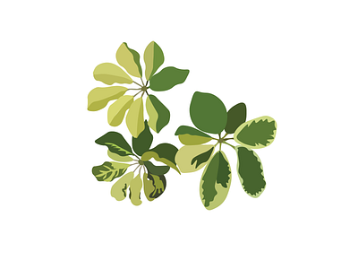 Plant/Leaves graphic design illustration vector