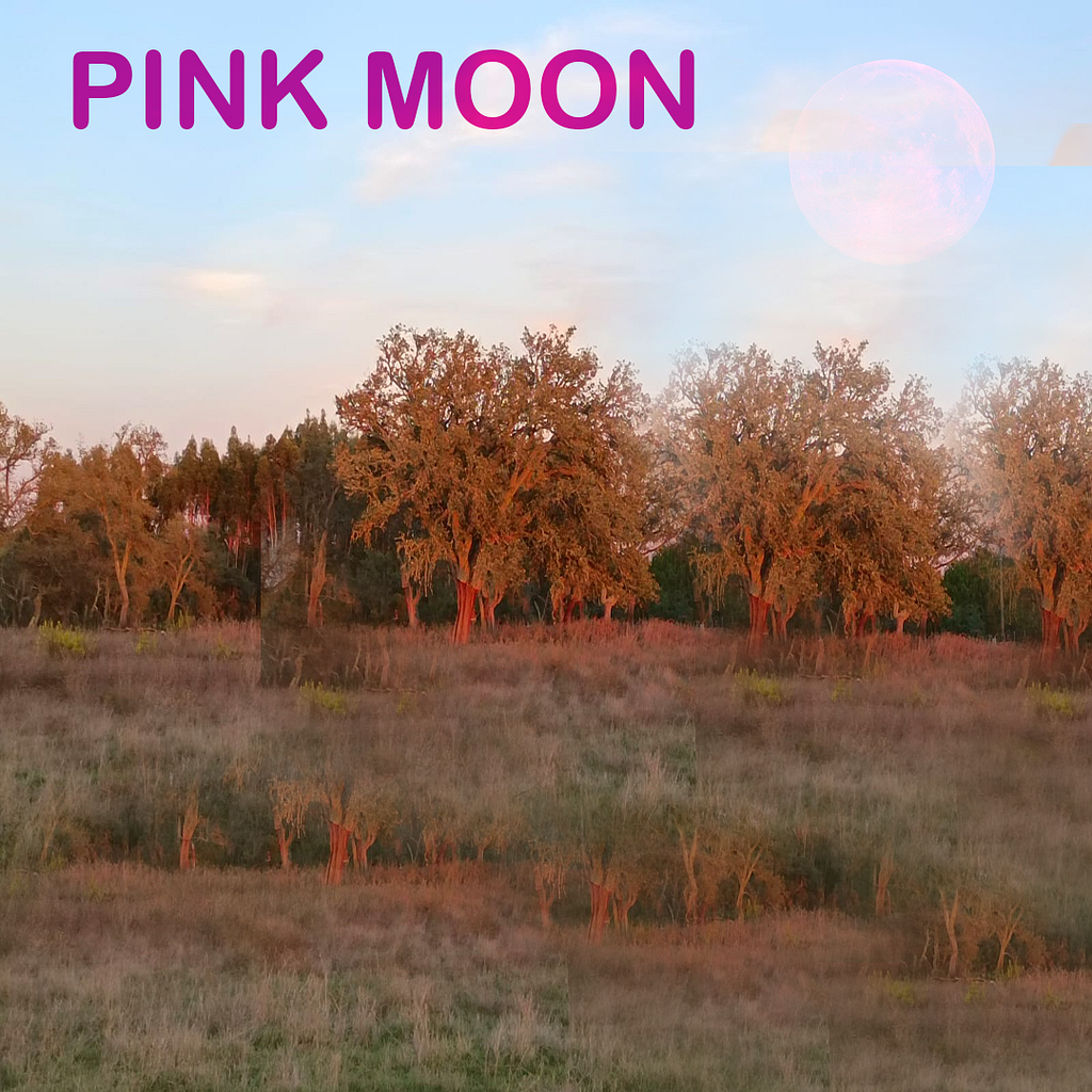 Full Pink Moon, The April Full Moon * Fullmoonology