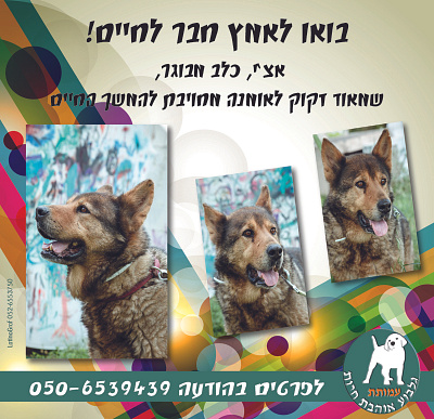 Advertising post for adopting a dog design dogs facebook flyer graphic design instagram post