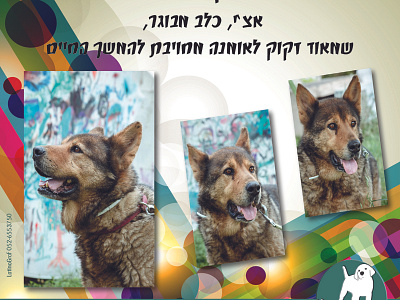 Advertising post for adopting a dog design dogs facebook flyer graphic design instagram post