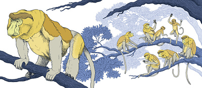 Bekantan animals ape bekantan conservation editorial editorial illustration hand drawn illustration monkey proboscis monkey wildlife