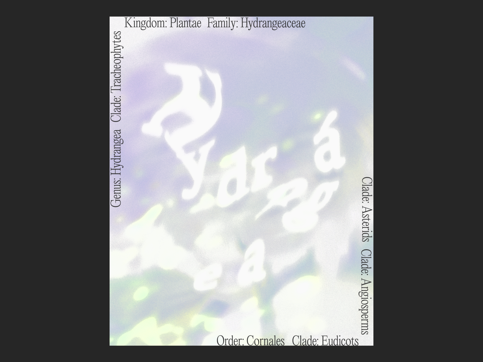 Hydrangea Poster flower graphic design hortensia hydrangea poster