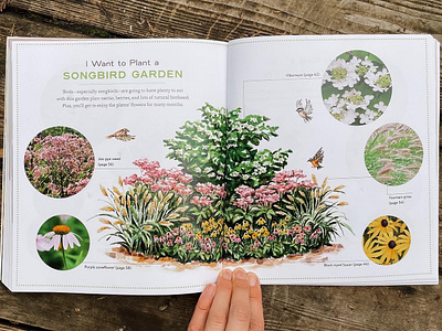 How to Plant a Songbird Garden- Illustration backyard habitat painting chickadee illustration ecology illustration flora and fauna illustration floral watercolors garden plot illustration gouache handpainted garden map handpainted watercolor plants how to plant a songbird garden oregon illustrator pacific northwest illustrator perennial illustration portland book illustrator portland illustrator robin illustration traditional ink illustration whimsical watercolor garden