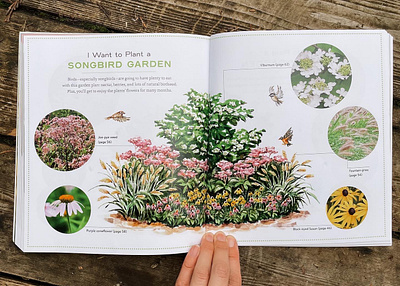 How to Plant a Songbird Garden- Illustration backyard habitat painting chickadee illustration ecology illustration flora and fauna illustration floral watercolors garden plot illustration gouache handpainted garden map handpainted watercolor plants how to plant a songbird garden oregon illustrator pacific northwest illustrator perennial illustration portland book illustrator portland illustrator robin illustration traditional ink illustration whimsical watercolor garden