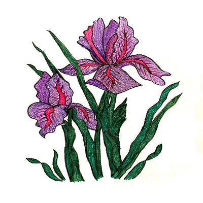 Iris digitalillustration drawonpaper flowers green iris paperillustration pink plants purple бумажнаяиллюстрация зеленый ирис растения розовый фиолетовый цветы цифроваяживопись