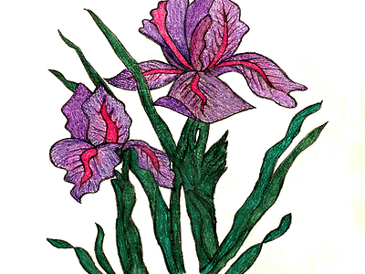 Iris digitalillustration drawonpaper flowers green iris paperillustration pink plants purple бумажнаяиллюстрация зеленый ирис растения розовый фиолетовый цветы цифроваяживопись