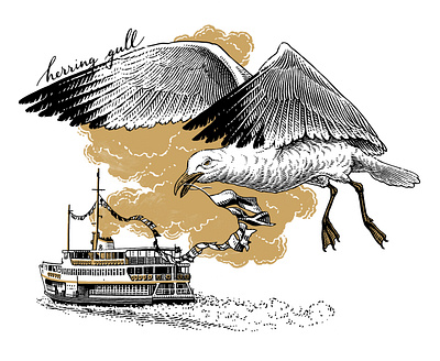 Gull bird crosshatching gravure hedcut illustration ink drawing line art linocut pen and ink scratchboard sea woodcut