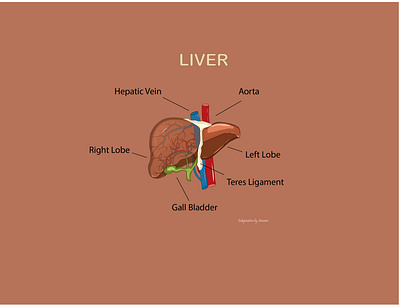 Liver 2d 2d art 2d design 2d illustration anatomy digital art graphic design illustration liver