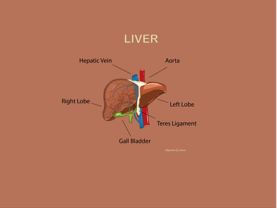Liver 2d 2d art 2d design 2d illustration anatomy digital art graphic design illustration liver