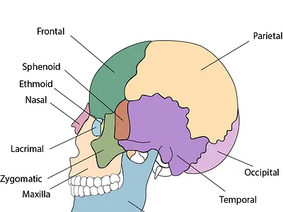 Skull Illustration 2d art adobe illustrator anatomy design digital art illustration medical illustration