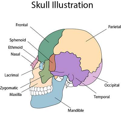 Skull Illustration 2d art adobe illustrator anatomy design digital art illustration medical illustration