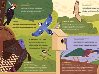 Birds of Bennington animals birding birds book design design editorial illustration graphic design illustrated map illustration infographic infographic design map nature science illustration vector vermont wildlife