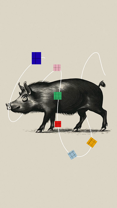 Boar Confetti color blocks