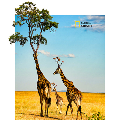 Surreal Giraffe - Photoshop Manipulation
