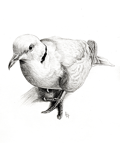 Tango beak bird dove drawing grayscale pencil pet portrait shading shadow sketchbook