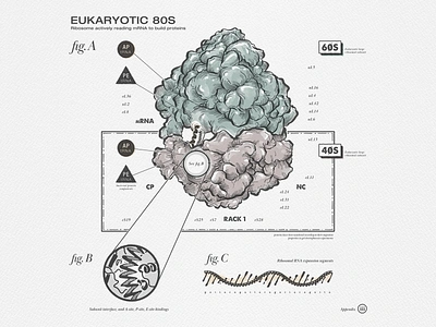 mRNA Technical Drawing Exploration biology design dna illustration illustrator molecule mrna ribosome technical drawing vector