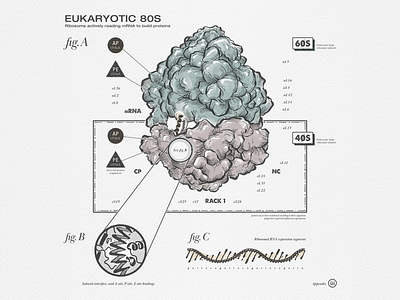 mRNA Technical Drawing Exploration biology design dna illustration illustrator molecule mrna ribosome technical drawing vector