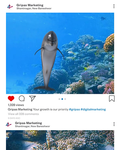 Dolphin jump digital marketing digitalmarketing agency marketing marketing agency motion graphics