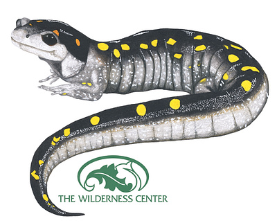 Wilderness Center Mascot Logo #1 - Salamander branding coloredpencil fourwindsgraphics hand drawn illustration logo
