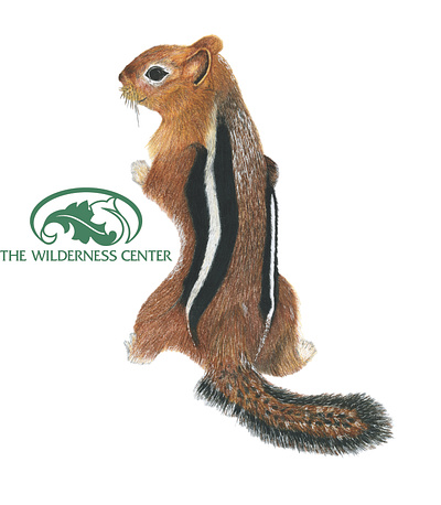 Wilderness Center Mascot Logo #2 - Squirrel animal illustration branding coloredpencil design fourwindsgraphics graphic design hand drawn illustration logo squirrel wildlife illustration