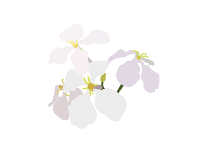 Plant/Flower design graphic design illustration vector
