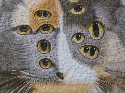 Marmalade, detail cat cats collage detail eye eyes portrait
