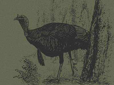 Spotted apparel design gobbler hunting illustration sitka tom turkey typography