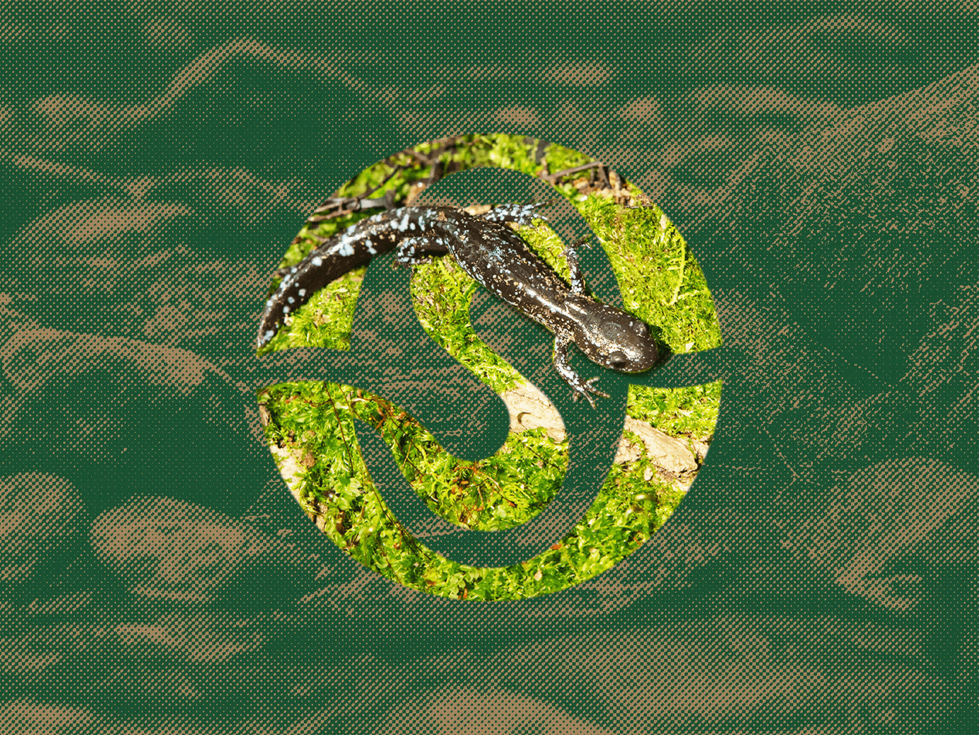 Ontario Streams branding conservation earth environment fish forest halftone logo nature ontario river stream sustainability water wildlife