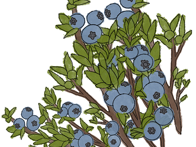 Blueberries illustration