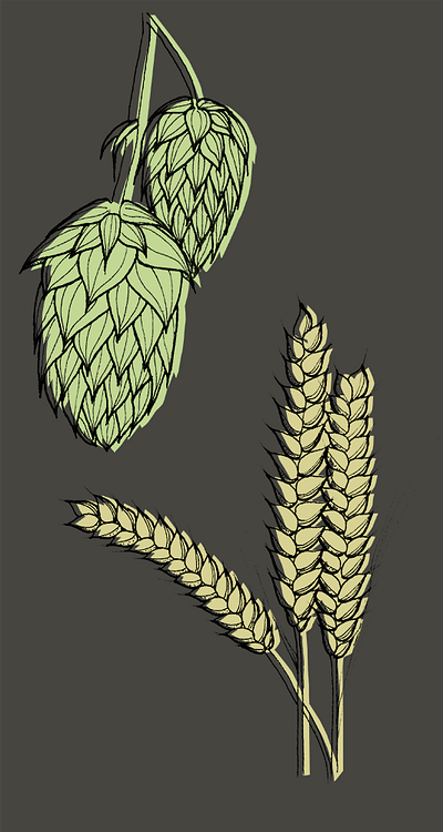 hops + grains illustration