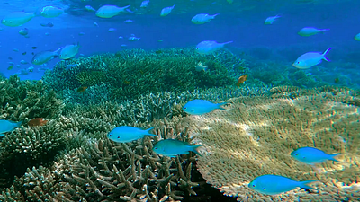 National Ocean Protection Coalition beach blue climate change coalition conservation coral earth environment fish habitat hands identity logo marine nature ocean protection sea sustainability wildlife