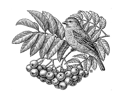 Sparrow on a rowan branch black and white engraving heart illustration nature rowan scratchboard sparrow on a rowan branch woodcut