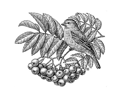 Sparrow on a rowan branch black and white engraving heart illustration nature rowan scratchboard sparrow on a rowan branch woodcut