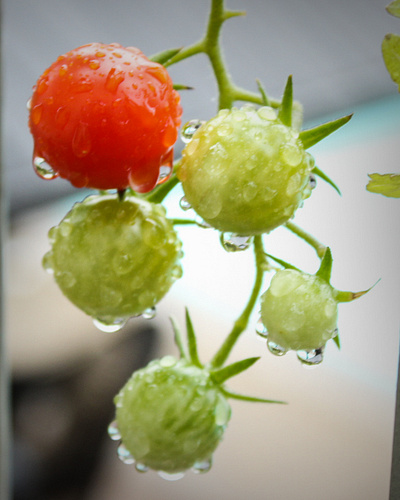 Tomato Plant with Dew Drops graphic design photography photoshop