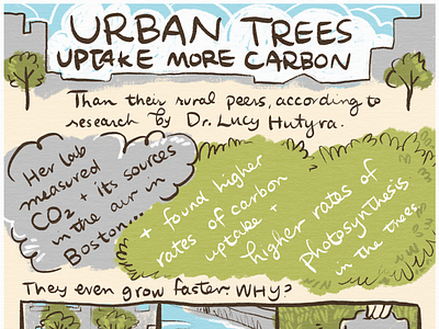 Urban Trees Infographic boston carbon mitigation climate change handdrawn illustration infographic science illustration treehugger trees urban trees